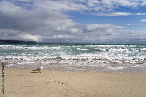 Einzelne Möwe mit Meeresbrandung im Hintergrund