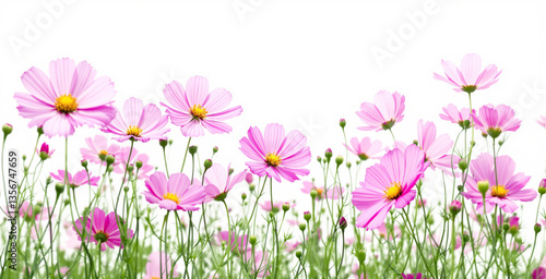 Wallpaper Mural Pink cosmos flowers with delicate petals and green stems against a white background. Aesthetic floral scene for nature lovers and creative wallpapers. Ai generative Torontodigital.ca