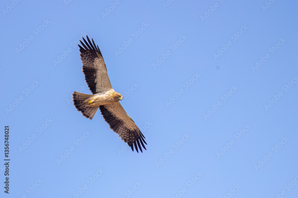 Obraz premium Booted Eagle