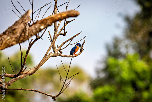 Fototapeta A kingfisher bird in the Yala National Park of Sri Lanka