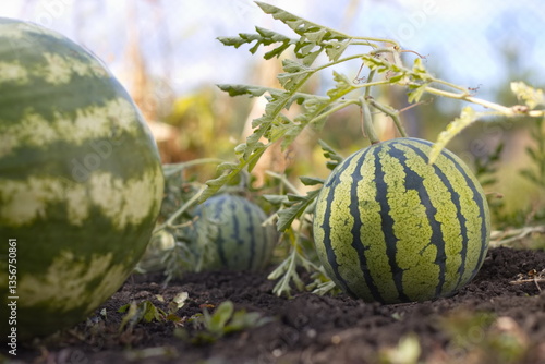 Growing watermelons. Close-up. Spherical striped watermelons grow in the field. 