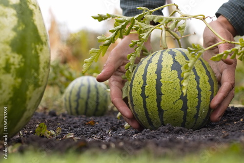 Growing watermelons. Close-up. Spherical striped watermelons grow in the field. Man's hands feel a watermelon.