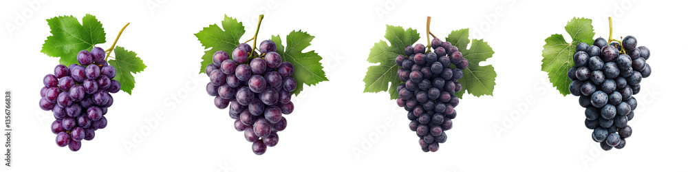 Fototapeta premium Close up view of lush ripe purple grape clusters with green leaves attached growing on grapevines in a bountiful vineyard during the autumn harvest season