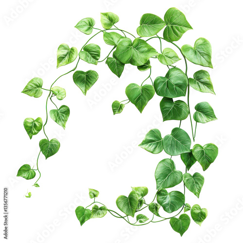 Lush green vine leaves heart shaped foliage natural botanical artwork isolated on transparent background