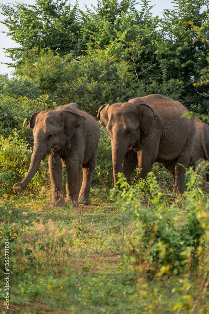 Fototapeta premium elephants in the nature of sri lanka, asia