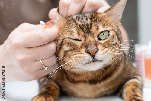 Pet hygiene. Woman cleaning ears of beautiful domestic Bengal cat. Close-up. Faceless.
