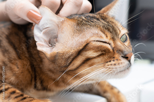 Pet hygiene. Woman cleaning ears of beautiful domestic Bengal cat. Close-up. Faceless.
