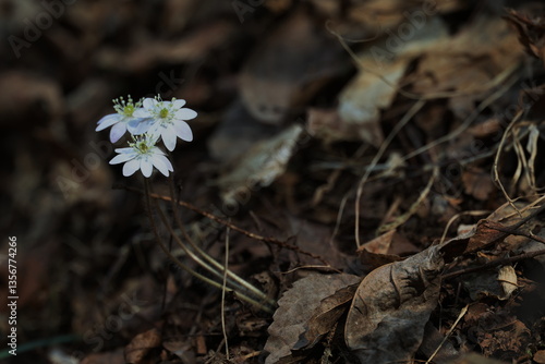 Common Name: Asian liverleaf
Sci. Name: Hepatica asiatica Nakai