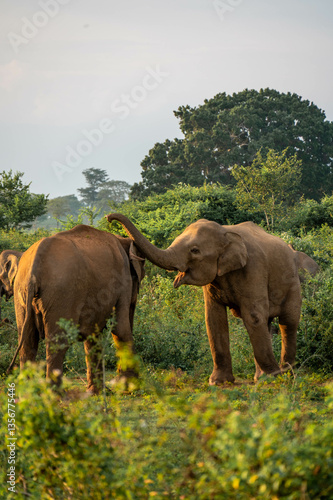 Photography elephants in the nature of sri lanka, asia