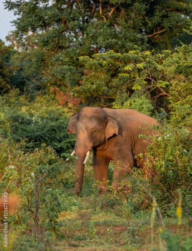 Canvas Print elephants in the nature of sri lanka, asia