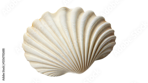 seashell on white background