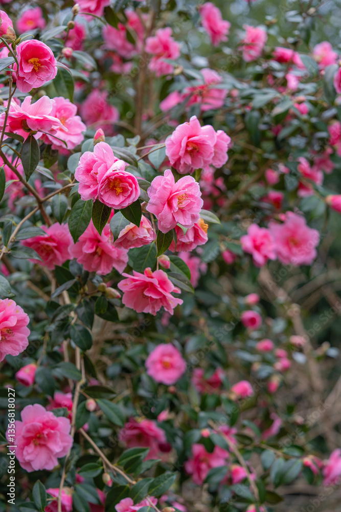 A lush pink camellia bush in full bloom, radiating luxury and abundance.A botanical vision of harmony and renewal, blending sophistication, vitality, and organic richness A lush pink camellia bush in full bloom, radiating luxury and abundance.A botanical vision of harmony and renewal, blending sophistication, vitality, and organic richness