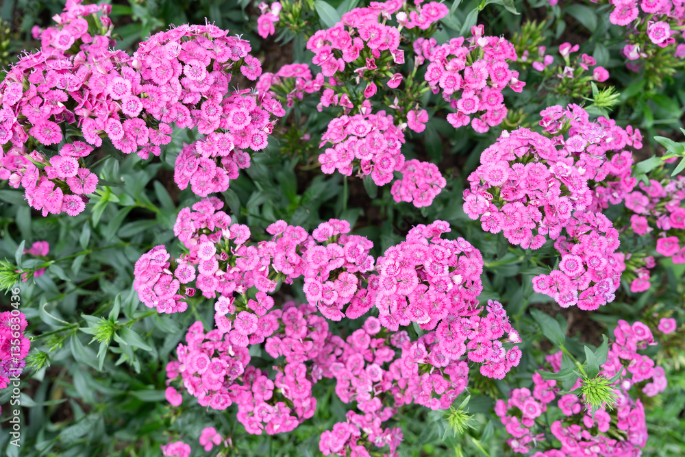 Beautiful pink Dianthus flower in the garden Beautiful pink Dianthus flower in the garden