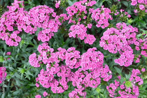 Φωτογραφία Beautiful pink Dianthus flower in the garden