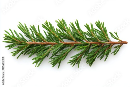 Fresh Green Spruce Branch on White Background Detailed Close Up Natural Evergreen Conifer Foliage Plant Botanical Beauty Minimalist Style Studio Shot