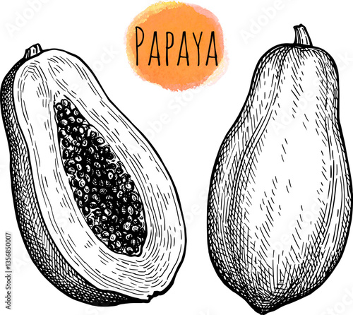 Papaya ink sketch.