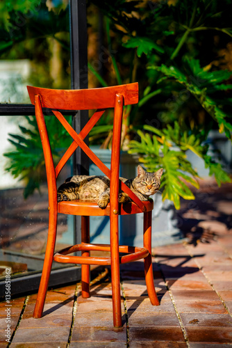 Lazy Tabby Cat Enjoying a Sunny Day on a Patio