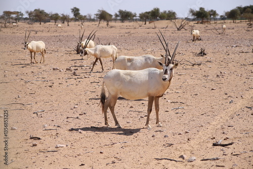 Desert landscape featuring a group of Arabian oryx roaming freely in the Arabian Oryx Sanctuary, Oman
