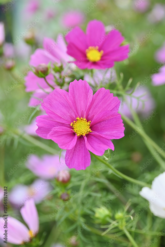 春の花畑 春の花畑