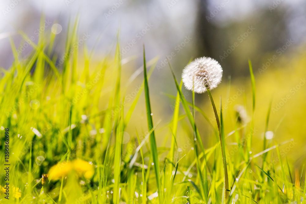 dandelions among the grass in spring. rural medicine. white fluffy plants on a green lawn. closeup nature background on a sunny day