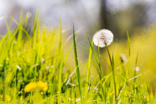 Obraz na płótnie dandelions among the grass in spring. rural medicine. white fluffy plants on a green lawn. closeup nature background on a sunny day w salonie