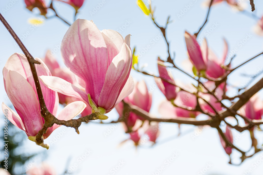 magnolia soulangeana in full bloom. beautiful closeup nature background with pink flowers on the branch blooming beneath a blue sky on a sunny day in spring. feminine beauty in botanical garden