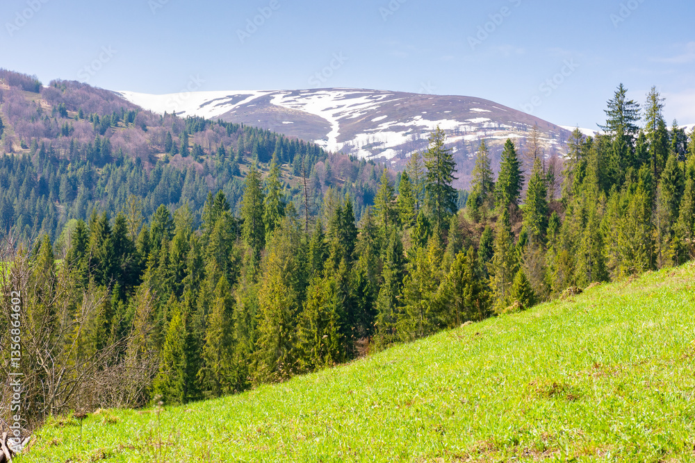 coniferous forest on the green hill. sunny day. mountain landscape of borzhava ridge in spring. scenic alpine scenery under blue sky