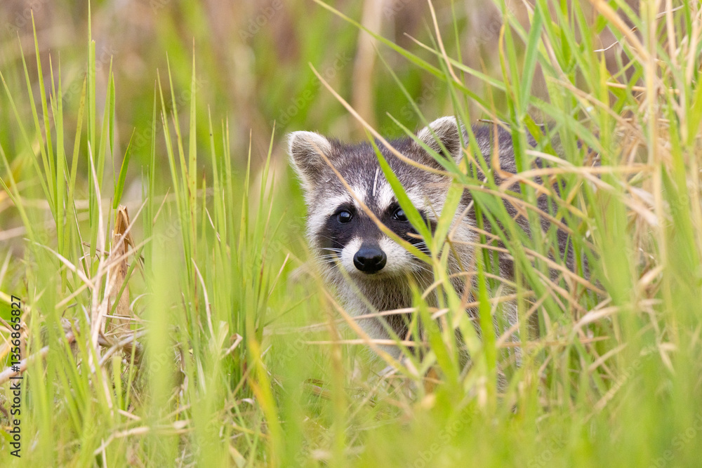 Adorable raccoon (Procyon lotor) at Myakka River State Park, Florida Adorable raccoon (Procyon lotor) at Myakka River State Park, Florida