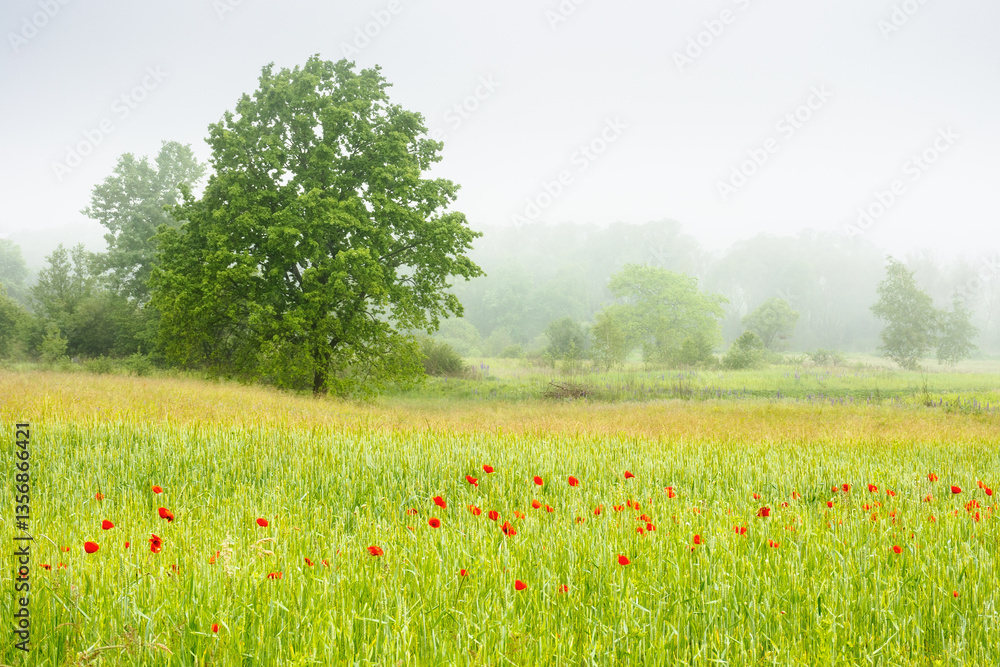 poppy flowers on the rye field in fog. farmland wallpaper with blooming wildflowers. rural landscape in spring. trees in the distance. morning mist