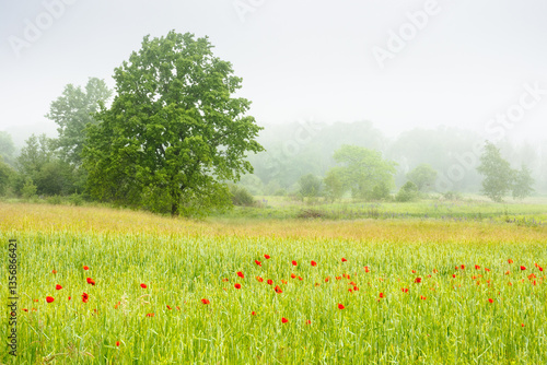 Obraz na płótnie poppy flowers on the rye field in fog. farmland wallpaper with blooming wildflowers. rural landscape in spring. trees in the distance. morning mist w salonie
