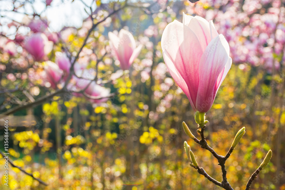 large pink flowers of magnolia soulangeana tree in full bloom. beautiful closeup background on a sunny day in spring
