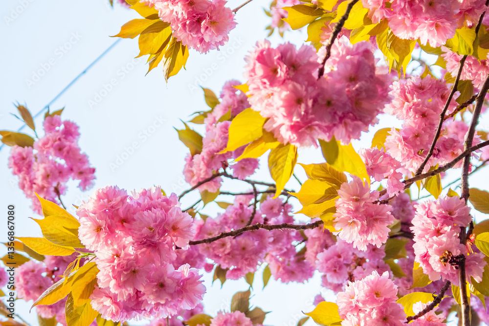 lush blossom of sakura tree. beautiful pink flowering branches on the blue sky background. sunny april weather