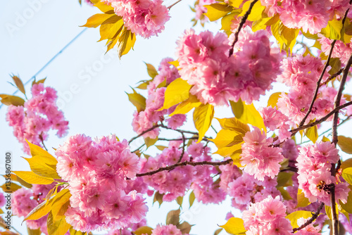 Obraz na płótnie lush blossom of sakura tree. beautiful pink flowering branches on the blue sky background. sunny april weather w salonie