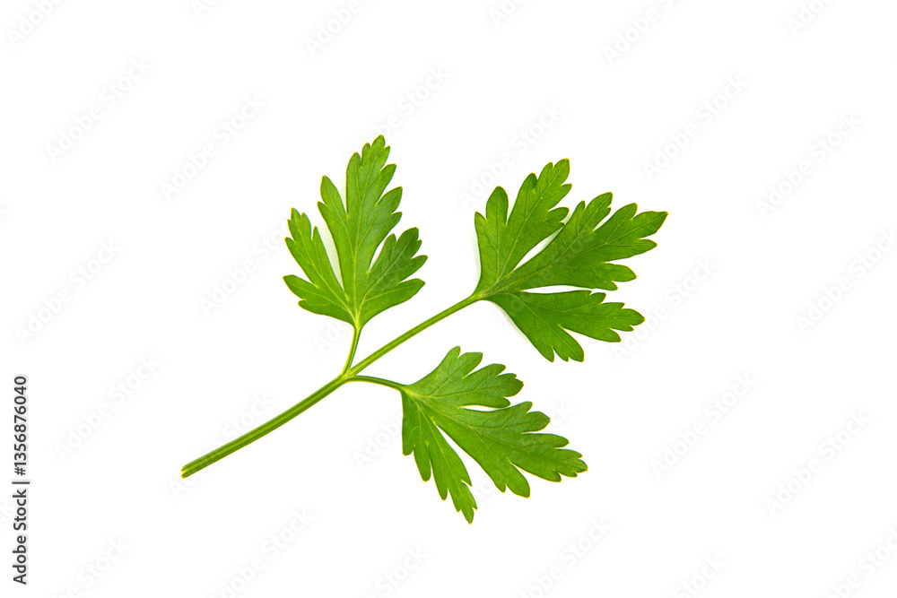 Fresh parsley leaves on white background Fresh parsley leaves on white background
