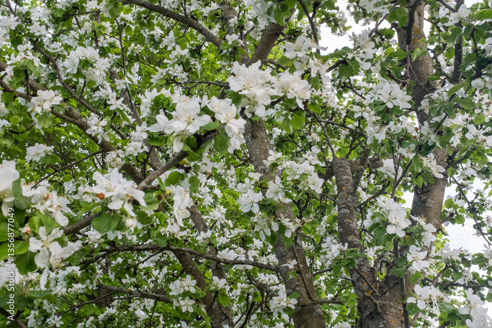 Fototapeta premium Blooming apple tree flowers background for publication, design, poster, calendar, post, screensaver, wallpaper, postcard, banner, cover, website. High quality photo