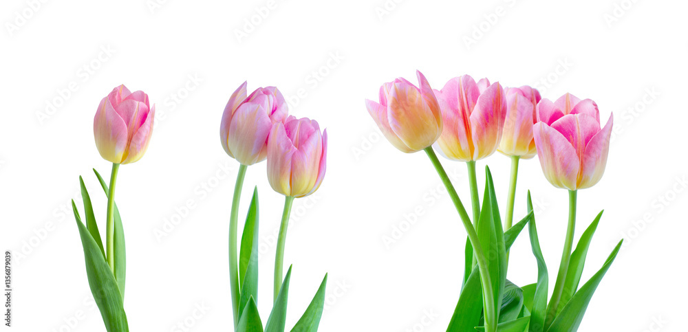 Fototapeta premium Pink tulips on white background.