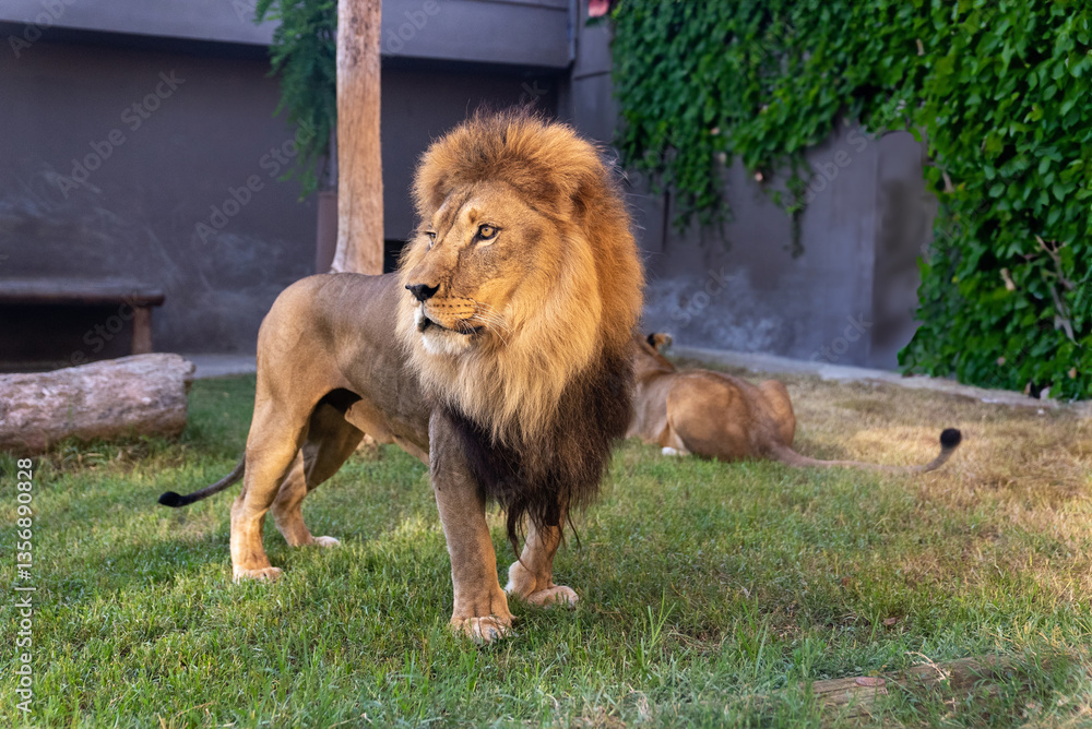 Naklejka premium African Lion