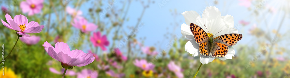 Obraz premium Schmetterling 1346