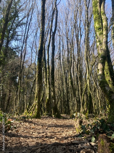 sunny autumn day in woods