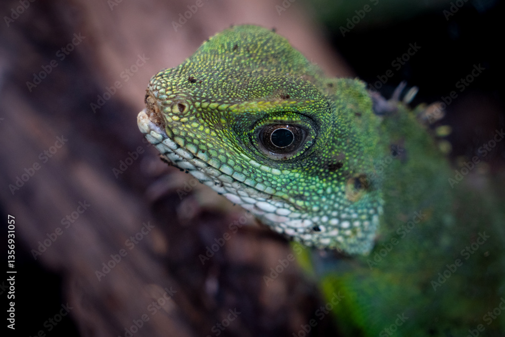 Obraz premium Chinese water dragon (Physignathus cocincinus) is a species of agamid lizard native to China and Indochina.