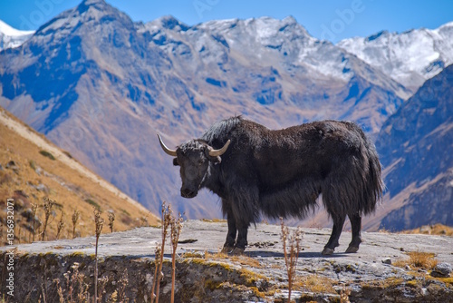 Lone Yak at the base of Mountain Jomolhari in Bhutan