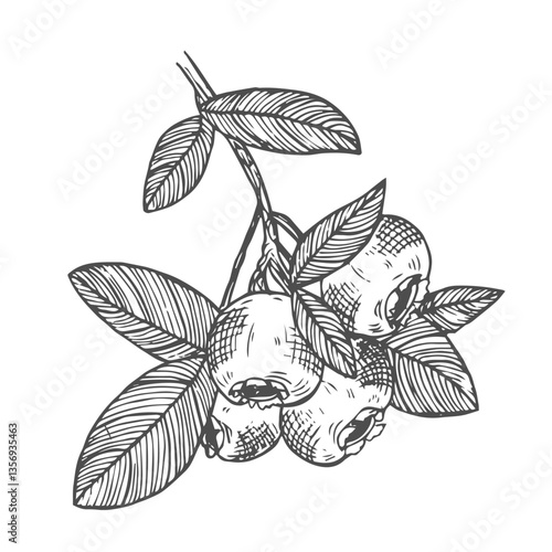 Blueberry branch ink hand drawn monochrome sketch. Vector blueberry medical nutrient product with fruity favor doodle illustration.