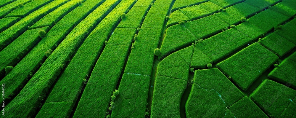 Fototapeta premium Aerial view of geometric tea plantation patterns at Sao Miguel, Azores, Portugal, Cha Gorreana, field