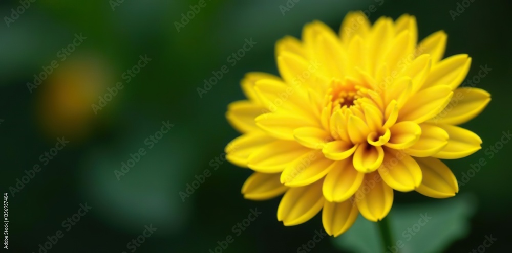 A close-up shot of a vibrant yellow chrysanthemum flower in full bloom, showcasing its intricate petals and bright coloration, garden, color A close-up shot of a vibrant yellow chrysanthemum flower in full bloom, showcasing its intricate petals and bright coloration, garden, color