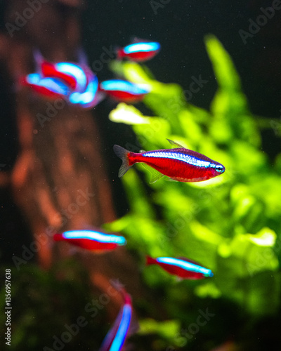 Roter Neon - Paracheirodon Axelrodi