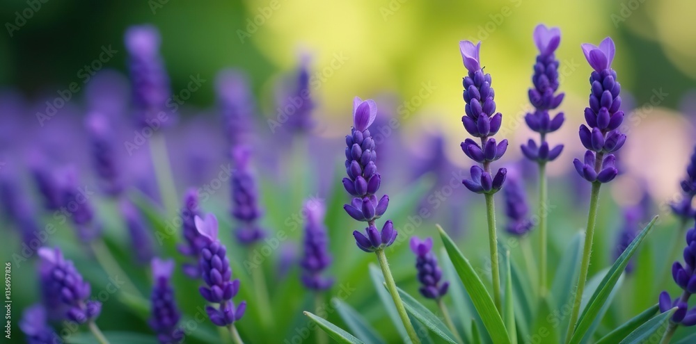 Naklejka premium A close-up shot of beautiful purple lavender flowers in full bloom surrounded by green foliage, fragrant, petals