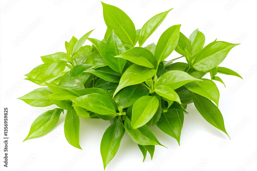 There is a small plant with green leaves in a vase There is a small plant with green leaves in a vase