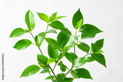 There is a small plant with green leaves in a vase
