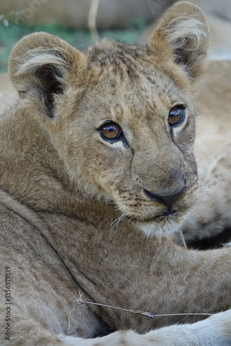 Lion pride resting in the shade, Okavango Delta