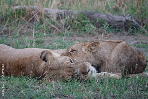 Lion pride resting in the shade, Okavango Delta
